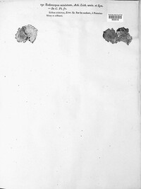 Dermatocarpon miniatum image
